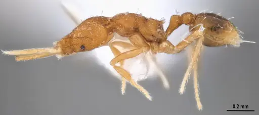 Strumigenys denticulata specimen MZSPHYM0140221 image mzsphym0140221_5