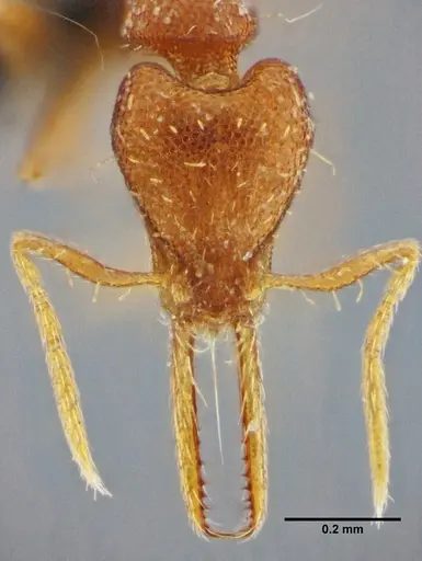 Strumigenys denticulata specimen UFV-LABECOL-000065 image ufv-labecol-000065_2
