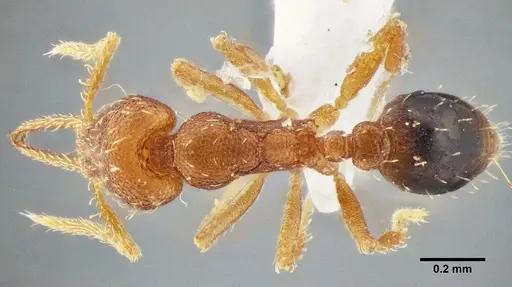 Strumigenys denticulata specimen UFV-LABECOL-000066 image ufv-labecol-000066_1