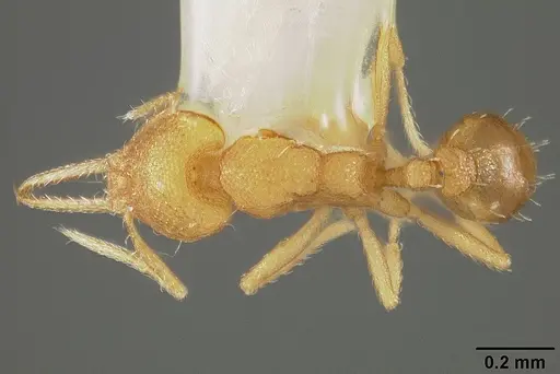 Strumigenys denticulata specimen USNMENT00442251 image usnment00442251_1