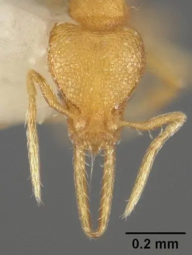 Strumigenys denticulata specimen USNMENT00442251 image usnment00442251_2