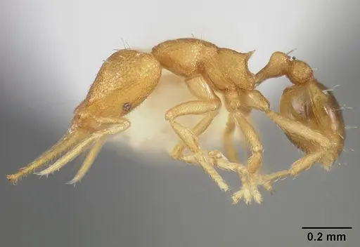 Strumigenys denticulata specimen USNMENT00442251 image usnment00442251_3