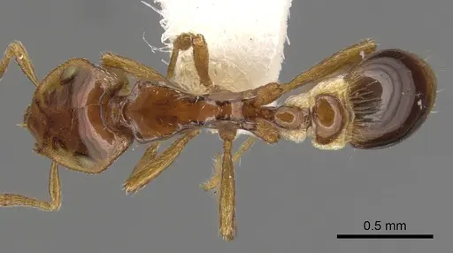 Strumigenys dentinasis specimen CASENT0900191 image casent0900191_1