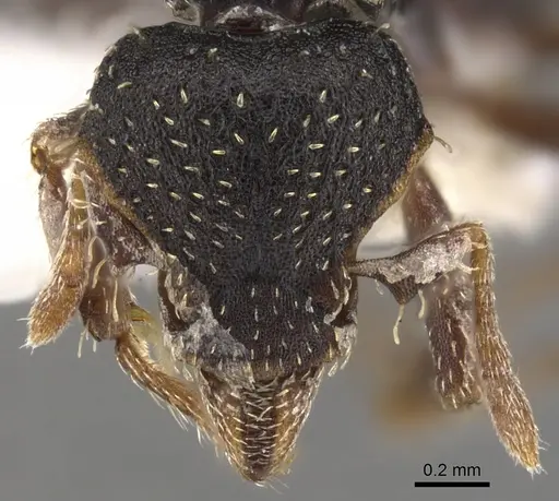 Strumigenys dentiscapa specimen CASENT0900109 image casent0900109_2