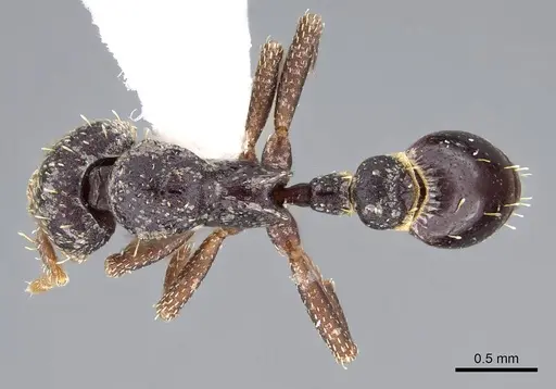 Strumigenys dentiscapa specimen CASENT0914623 image casent0914623_1