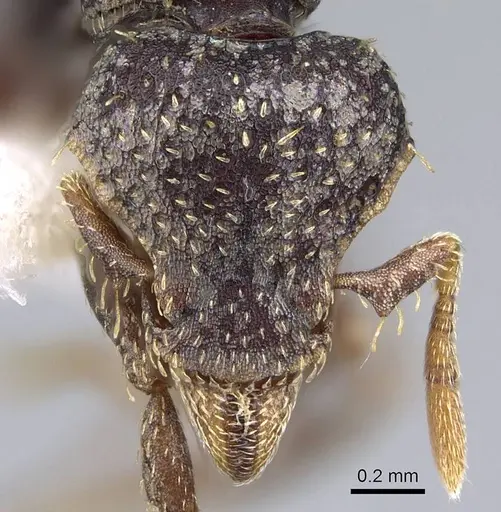 Strumigenys dentiscapa specimen CASENT0914623 image casent0914623_2