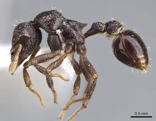 Strumigenys dentiscapa specimen CASENT0914623 image casent0914623_3