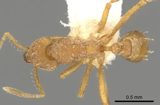 Strumigenys depilosa specimen CASENT0900059 image casent0900059_1
