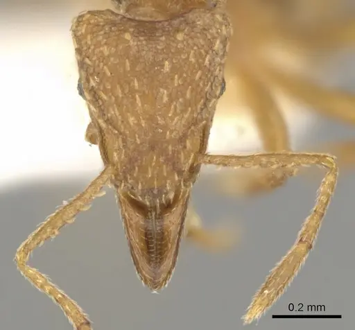 Strumigenys depilosa specimen CASENT0900059 image casent0900059_2