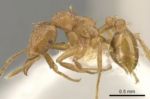 Strumigenys depilosa specimen CASENT0900059 image casent0900059_3