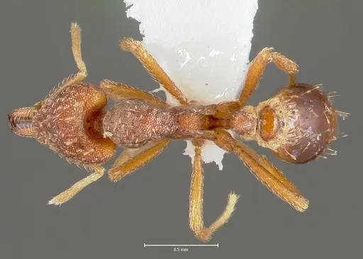 Strumigenys deverra specimen CASENT0005513 image casent0005513_1