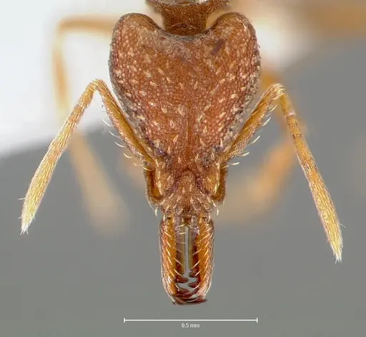Strumigenys deverra specimen CASENT0005513 image casent0005513_2