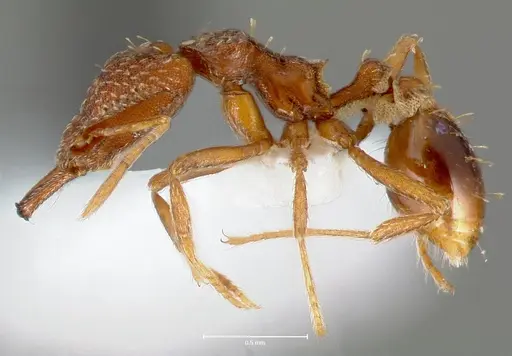 Strumigenys deverra specimen CASENT0005513 image casent0005513_3