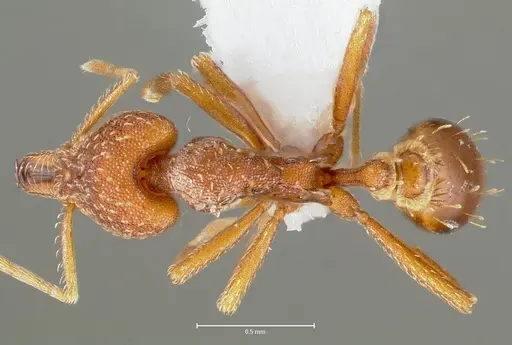 Strumigenys deverra specimen CASENT0005514 image casent0005514_1