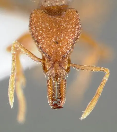 Strumigenys deverra specimen CASENT0005514 image casent0005514_2