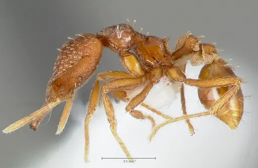 Strumigenys deverra specimen CASENT0005514 image casent0005514_3