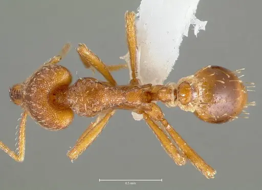 Strumigenys deverra specimen CASENT0005515 image casent0005515_1