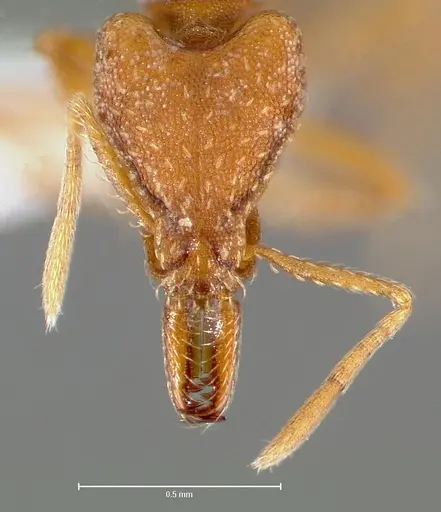 Strumigenys deverra specimen CASENT0005515 image casent0005515_2