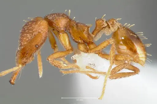 Strumigenys deverra specimen CASENT0005515 image casent0005515_3