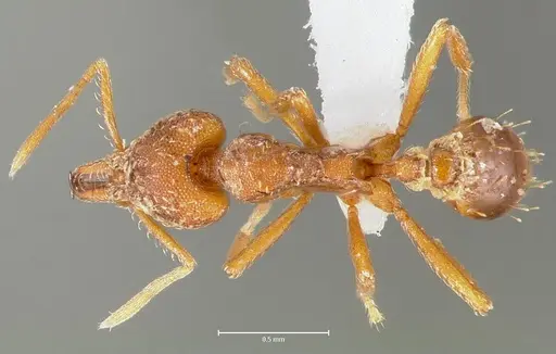 Strumigenys deverra specimen CASENT0005516 image casent0005516_1
