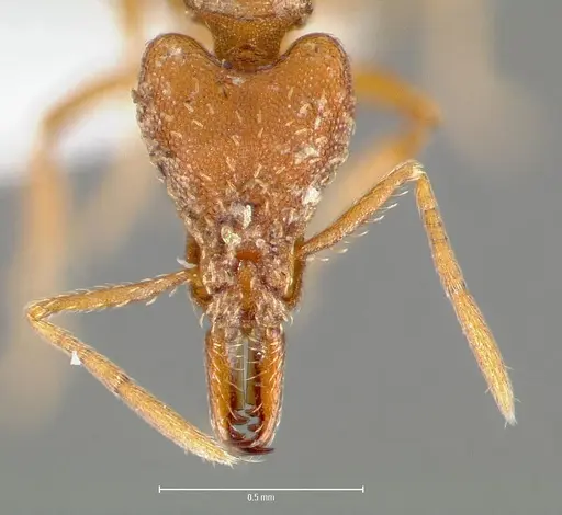 Strumigenys deverra specimen CASENT0005516 image casent0005516_2