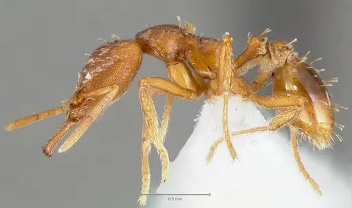 Strumigenys deverra specimen CASENT0005516 image casent0005516_3