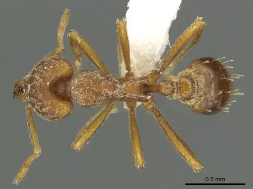 Strumigenys deverra specimen CASENT0900717 image casent0900717_1