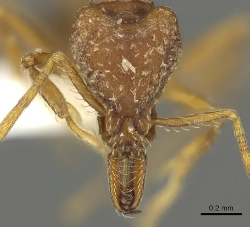 Strumigenys deverra specimen CASENT0900717 image casent0900717_2