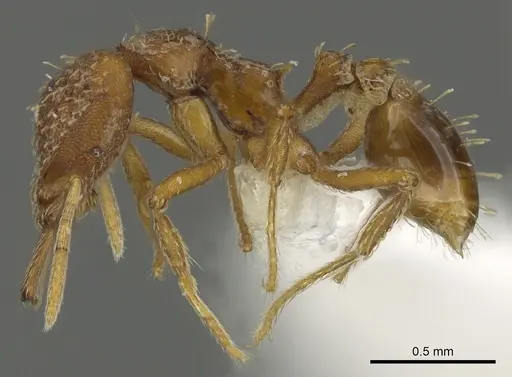 Strumigenys deverra specimen CASENT0900717 image casent0900717_3