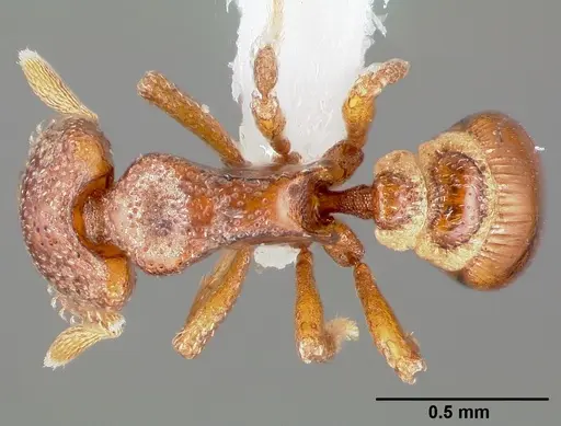 Strumigenys dexis specimen CASENT0005517 image casent0005517_1