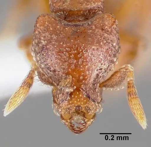 Strumigenys dexis specimen CASENT0005517 image casent0005517_2