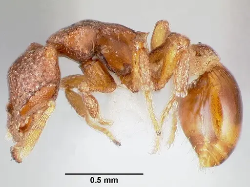 Strumigenys dexis specimen CASENT0005517 image casent0005517_3