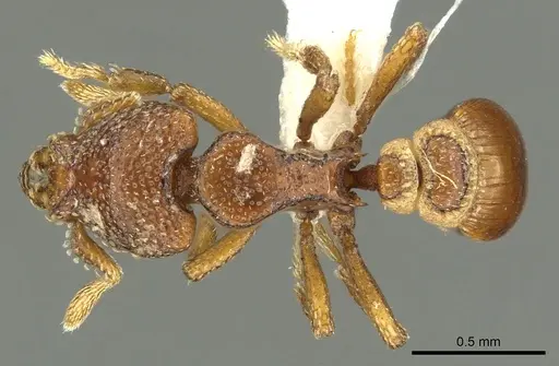 Strumigenys dexis specimen CASENT0900691 image casent0900691_1