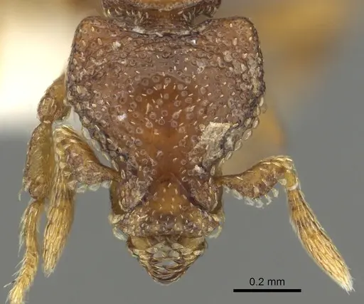 Strumigenys dexis specimen CASENT0900691 image casent0900691_2