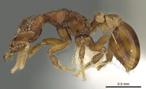 Strumigenys dexis specimen CASENT0900691 image casent0900691_3