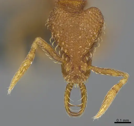 Strumigenys dextra specimen CASENT0355553 image casent0355553_1