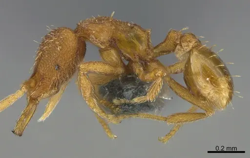 Strumigenys dextra specimen CASENT0355553 image casent0355553_2