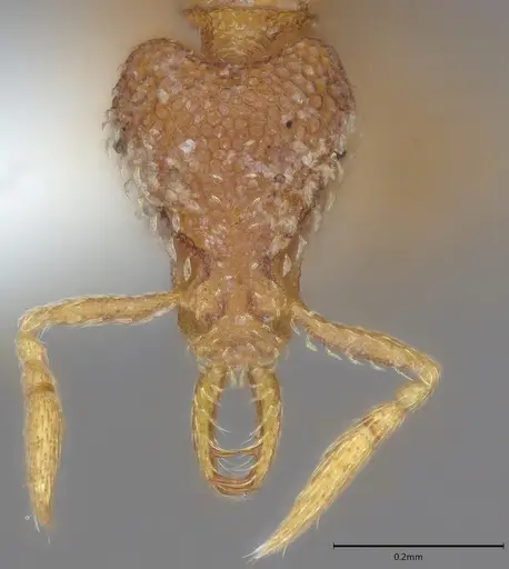 Strumigenys dextra specimen CASENT0763587 image casent0763587_1