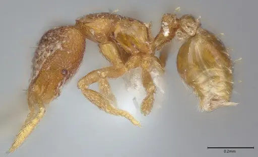 Strumigenys dextra specimen CASENT0763587 image casent0763587_2