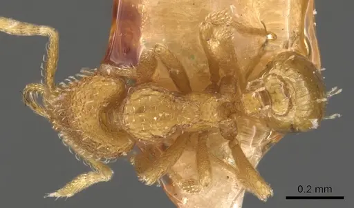 Strumigenys dextra specimen CASENT0900628 image casent0900628_1
