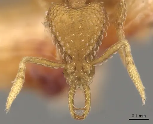 Strumigenys dextra specimen CASENT0900628 image casent0900628_2