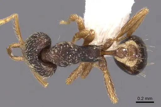 Strumigenys dextra specimen CASENT0900907 image casent0900907_1