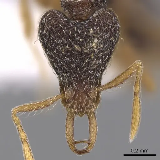 Strumigenys dextra specimen CASENT0900907 image casent0900907_2