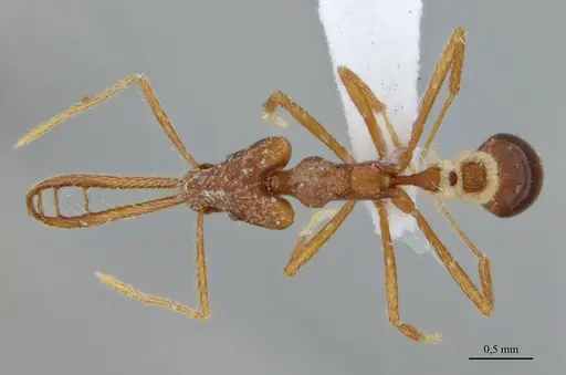 Strumigenys diabola specimen ANTWEB1032466 image antweb1032466_1