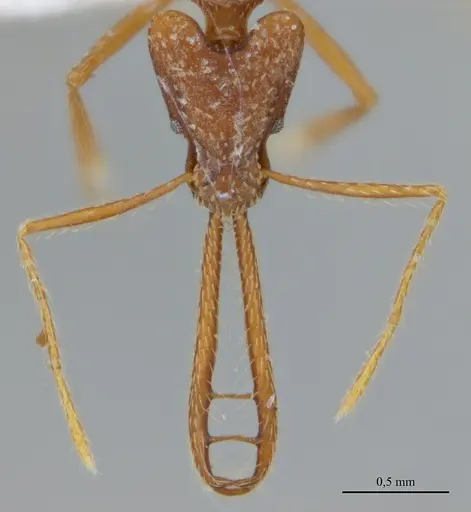 Strumigenys diabola specimen ANTWEB1032466 image antweb1032466_2