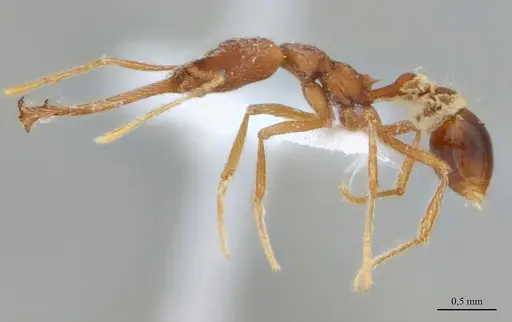 Strumigenys diabola specimen ANTWEB1032466 image antweb1032466_3
