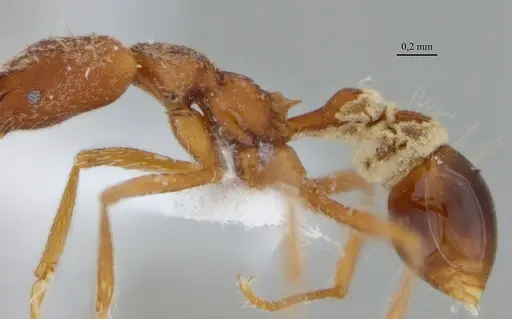 Strumigenys diabola specimen ANTWEB1032466 image antweb1032466_4