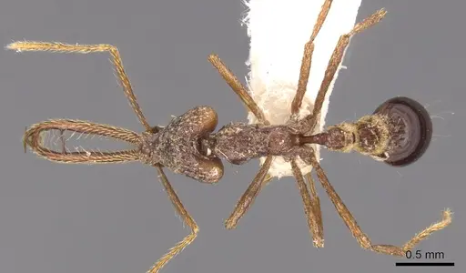Strumigenys diabola specimen CASENT0900432 image casent0900432_1
