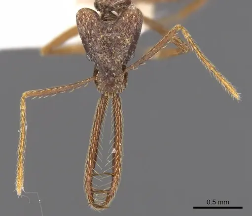 Strumigenys diabola specimen CASENT0900432 image casent0900432_2