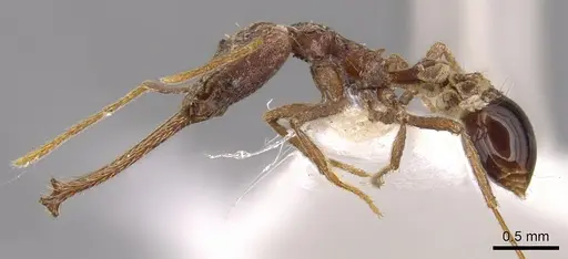 Strumigenys diabola specimen CASENT0900432 image casent0900432_3